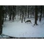Fotopast ForestCam LS880 Gen2 CZ verze + 8GB pam. karta