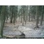 Fotopast ForestCam LS880 Gen2 CZ verze + 8GB pam. karta