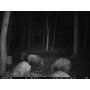 Fotopast ForestCam LS880 Gen2 CZ verze + 8GB pam. karta